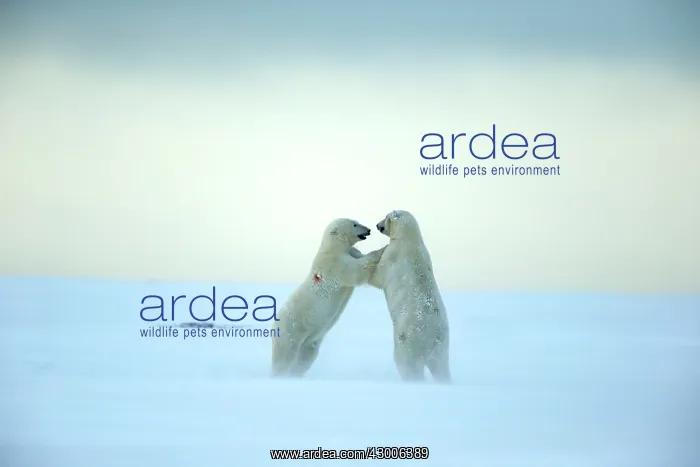  : Polar Bear subadults playing in the snow Autumn