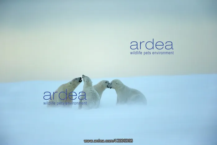 : Polar Bear subadults playing in the snow Autumn : Polar Bear subadults playing in the snow Autumn