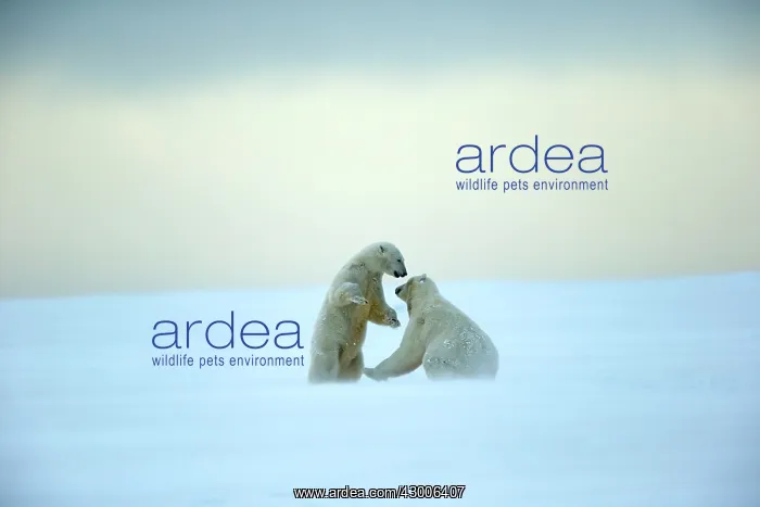 : Polar Bear subadults playing in the snow Autumn : Polar Bear subadults playing in the snow Autumn