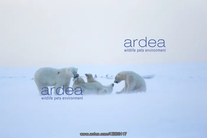 : Polar Bear subadults playing in the snow Autumn : Polar Bear subadults playing in the snow Autumn