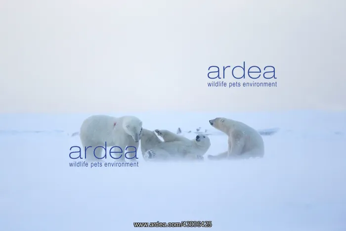 : Polar Bear subadults playing in the snow Autumn : Polar Bear subadults playing in the snow Autumn