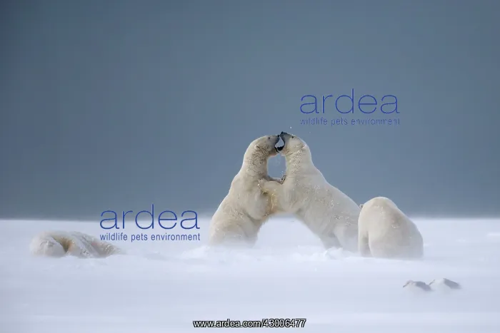: Polar Bear subadults playing in the snow Autumn : Polar Bear subadults playing in the snow Autumn