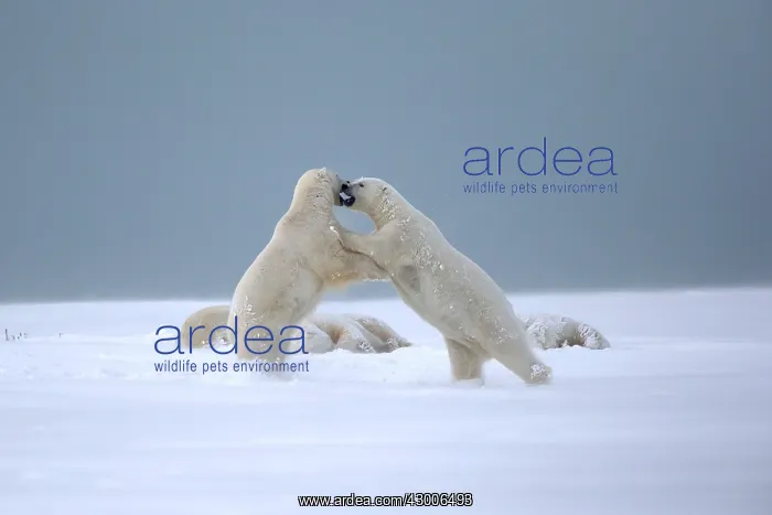  : Polar Bear subadults playing in the snow Autumn
