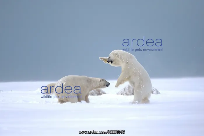 : Polar Bear subadults playing in the snow Autumn : Polar Bear subadults playing in the snow Autumn