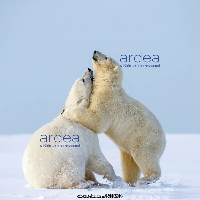 : Polar Bear subadults playing in the snow Autumn : Polar Bear subadults playing in the snow Autumn