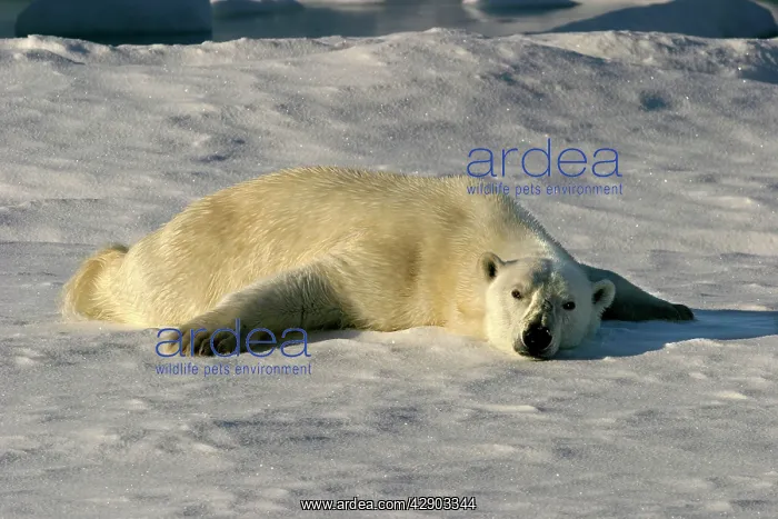 : Polar Bear - sunbathing to dry wet fur coat : Polar Bear - sunbathing to dry wet fur coat
