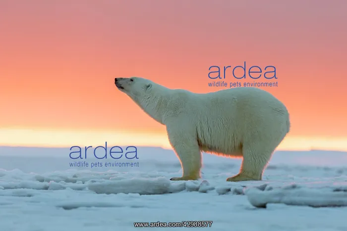 : Polar Bear - in sunset : Polar Bear - in sunset