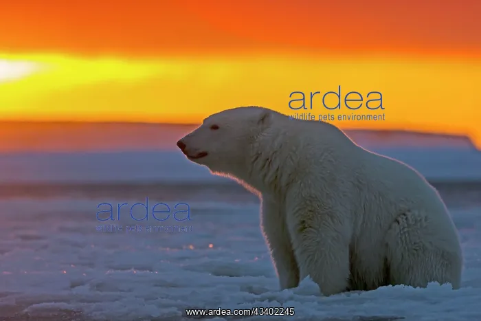 : Polar Bear - in sunset : Polar Bear - in sunset