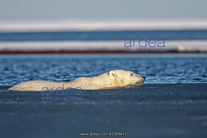 : Polar Bear - swimming in slush ice : Polar Bear - swimming in slush ice