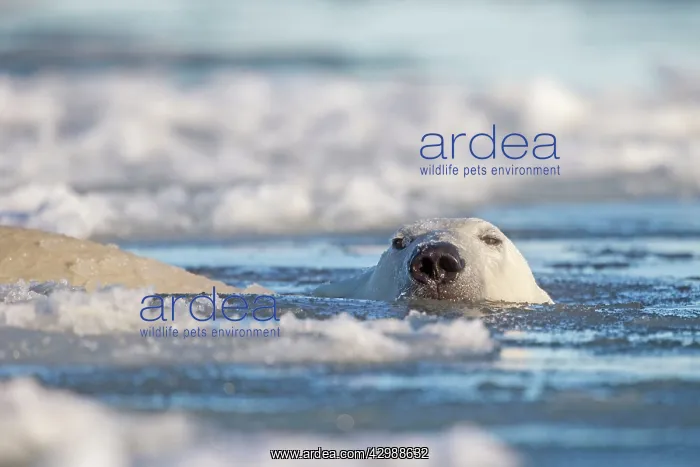 : Polar Bear - swimming in slush ice : Polar Bear - swimming in slush ice