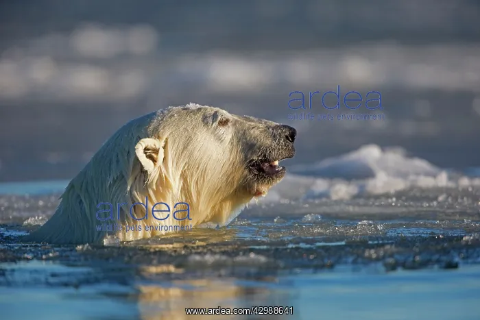  : Polar Bear - swimming in slush ice