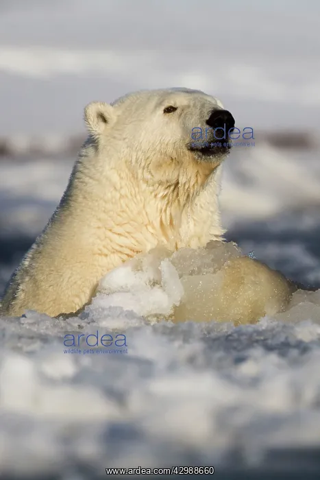  : Polar Bear - swimming in slush ice