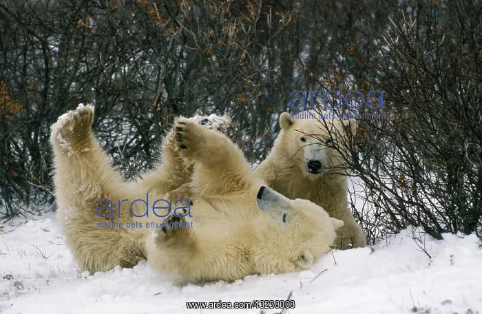 : Polar Bear (thalarctos maritimus), Adult rolling : Polar Bear (thalarctos maritimus), Adult rolling