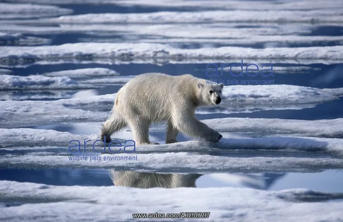 : Polar bear (Thalarctos maritimus) running on pack : Polar bear (Thalarctos maritimus) running on pack