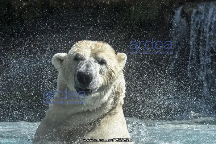 : Polar bear (Thalarctos maritimus) swimming and shaking : Polar bear (Thalarctos maritimus) swimming and shaking
