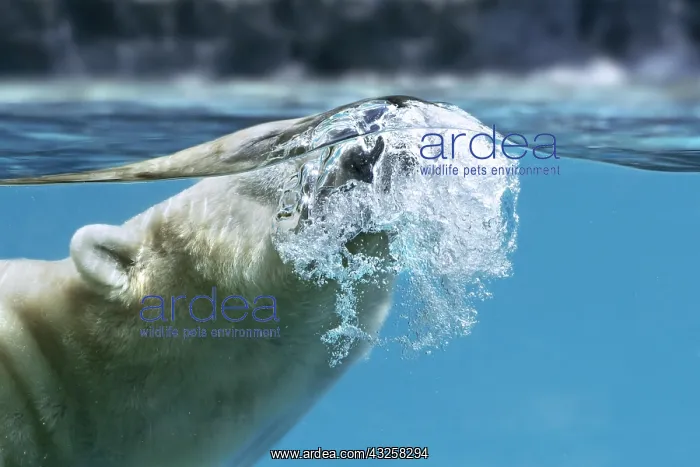 : Polar bear (Thalarctos maritimus) swimming underwater : Polar bear (Thalarctos maritimus) swimming underwater