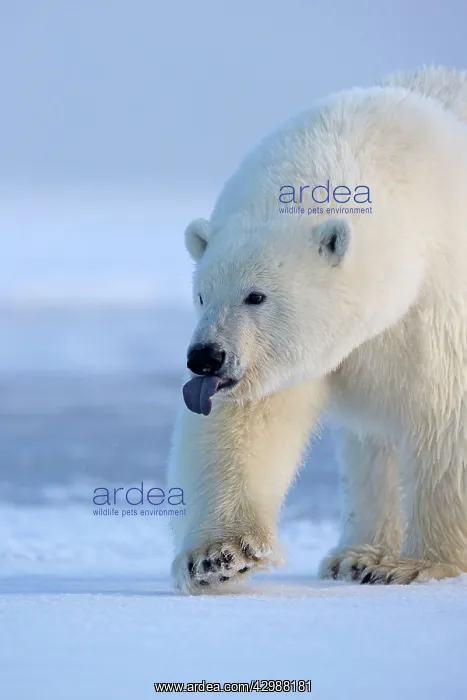 : Polar Bear - with tongue sticking out : Polar Bear - with tongue sticking out