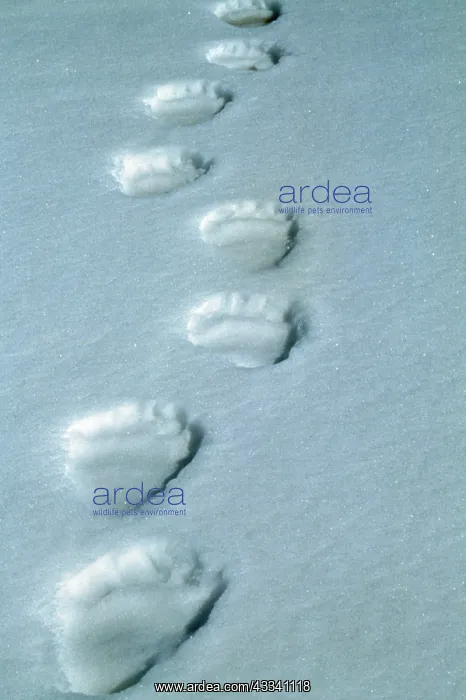 : Polar BEAR - tracks : Polar BEAR - tracks