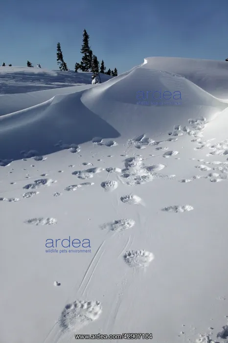 : Polar Bear - tracks / footprints in snow : Polar Bear - tracks / footprints in snow