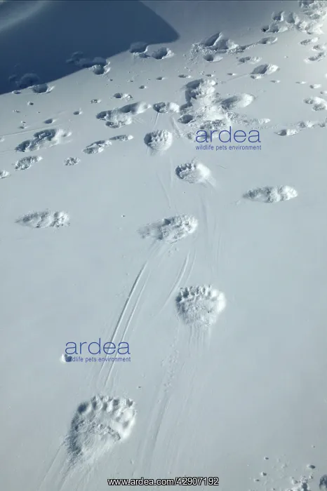 : Polar Bear - tracks / footprints in snow : Polar Bear - tracks / footprints in snow