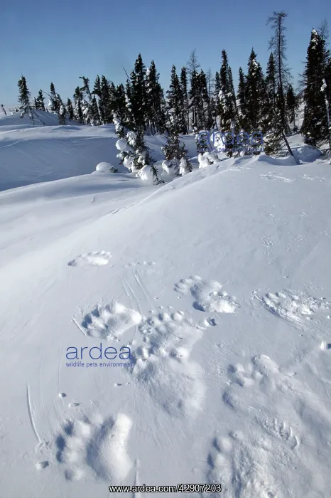 : Polar Bear - tracks / footprints in snow : Polar Bear - tracks / footprints in snow