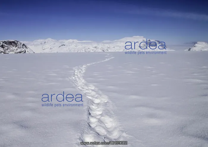 : Polar Bear tracks head off across a frozen fjord : Polar Bear tracks head off across a frozen fjord
