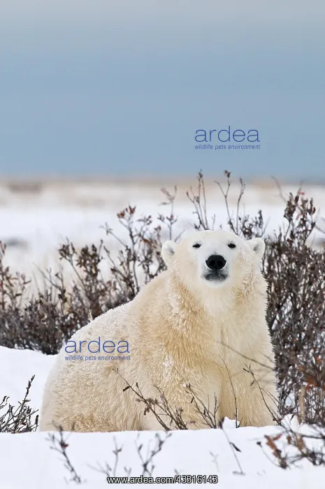 : Polar Bear (Ursa maritimus) on sub-arctic Hudson : Polar Bear (Ursa maritimus) on sub-arctic Hudson