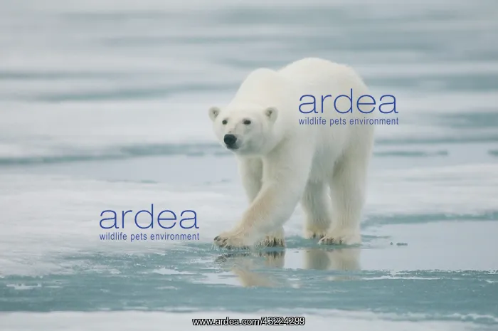 : polar bear, Ursus maritimus, adult travels : polar bear, Ursus maritimus, adult travels