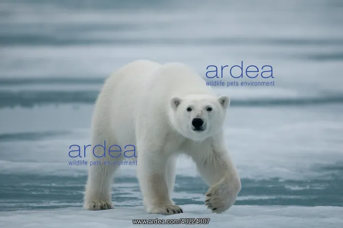  : polar bear, Ursus maritimus, adult travels