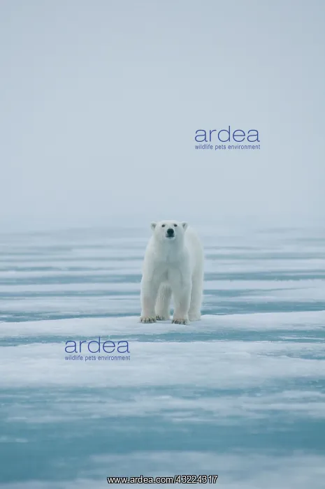 : polar bear, Ursus maritimus, adult travels : polar bear, Ursus maritimus, adult travels