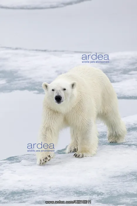 : Polar Bear (Ursus maritimus), adult, walking on : Polar Bear (Ursus maritimus), adult, walking on