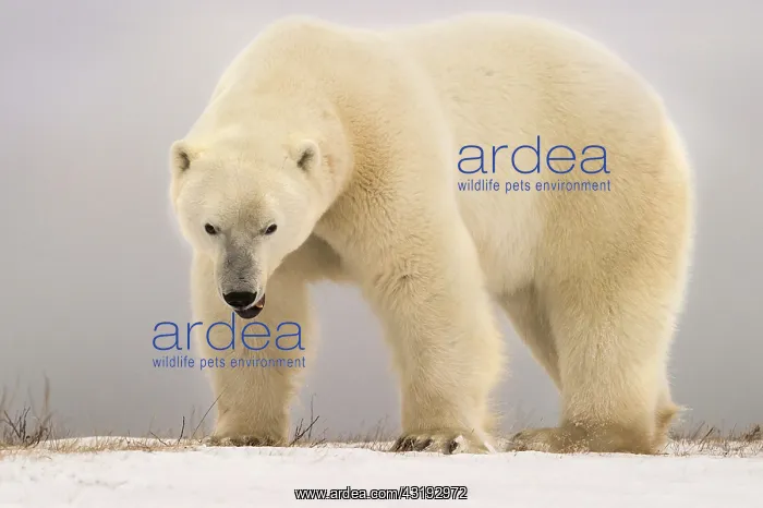 : Polar bear (Ursus maritimus) Angry big polar bear : Polar bear (Ursus maritimus) Angry big polar bear