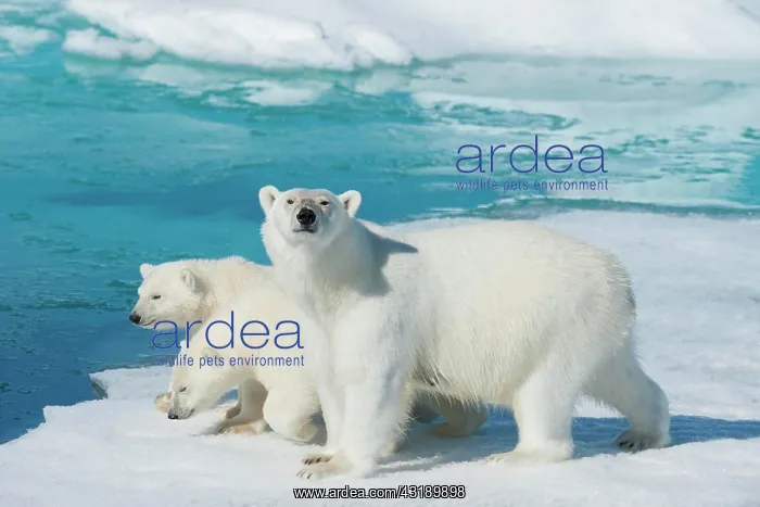 : Polar bear (Ursus maritimus), animal mother with : Polar bear (Ursus maritimus), animal mother with