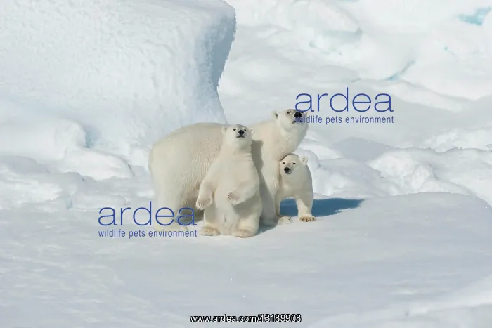 : Polar bear (Ursus maritimus), animal mother with : Polar bear (Ursus maritimus), animal mother with