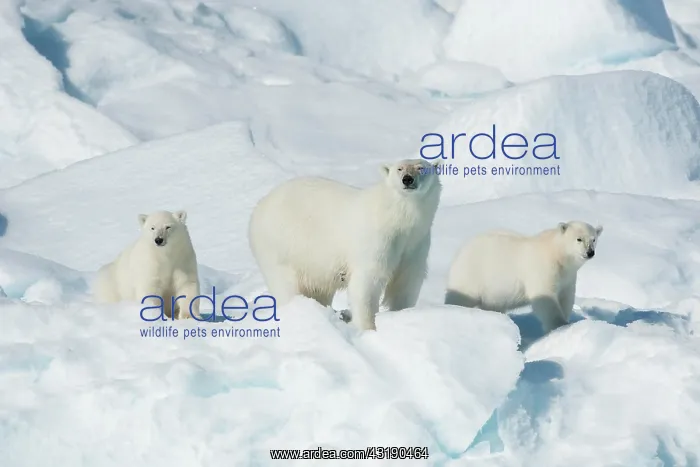 : Polar bear (Ursus maritimus), animal mother with : Polar bear (Ursus maritimus), animal mother with