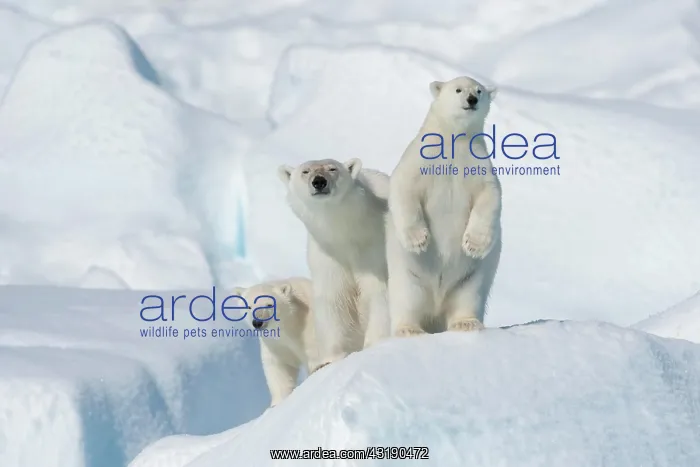 : Polar bear (Ursus maritimus), animal mother with : Polar bear (Ursus maritimus), animal mother with