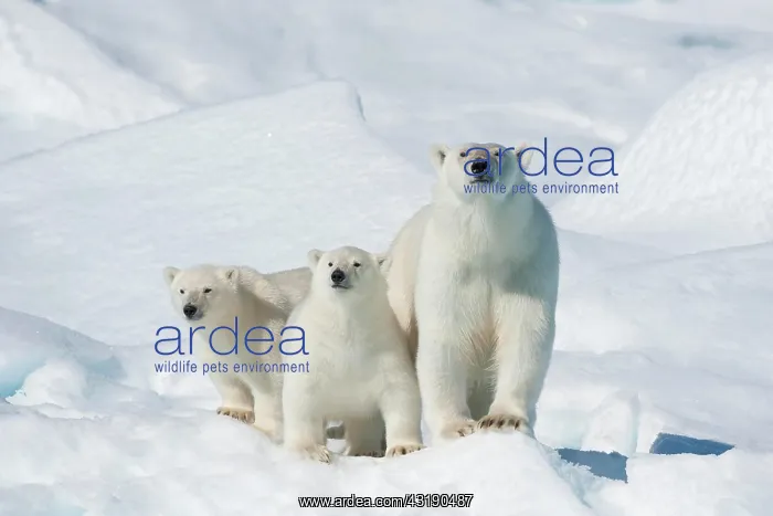 : Polar bear (Ursus maritimus), animal mother with : Polar bear (Ursus maritimus), animal mother with