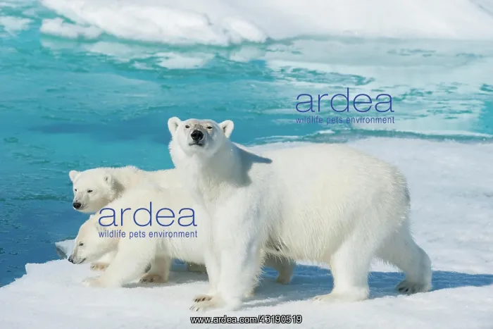 : Polar bear (Ursus maritimus), animal mother with : Polar bear (Ursus maritimus), animal mother with