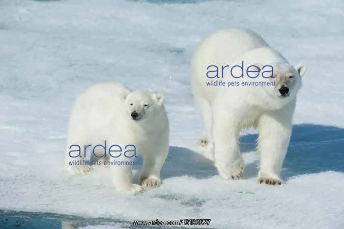 : Polar bear (Ursus maritimus), animal mother with : Polar bear (Ursus maritimus), animal mother with