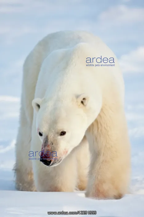 : Polar Bear (Ursus maritimus) with blood : Polar Bear (Ursus maritimus) with blood