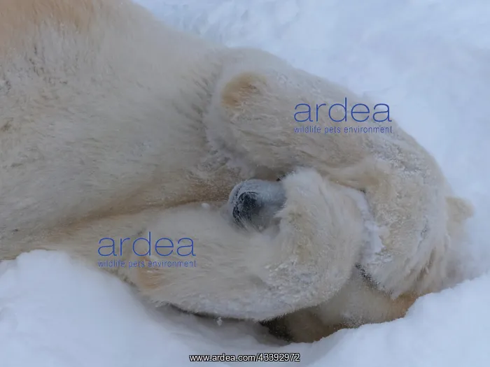 : Polar bear (Ursus maritimus) (C), hiding face be : Polar bear (Ursus maritimus) (C), hiding face be
