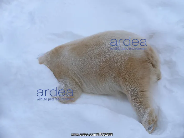 : Polar bear (Ursus maritimus) (C), sticks head in : Polar bear (Ursus maritimus) (C), sticks head in