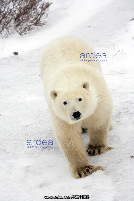 : Polar Bear (Ursus maritimus) in Churchill : Polar Bear (Ursus maritimus) in Churchill