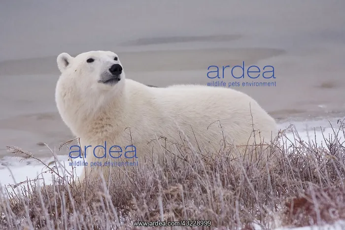 : Polar Bear (Ursus maritimus) in Churchill : Polar Bear (Ursus maritimus) in Churchill