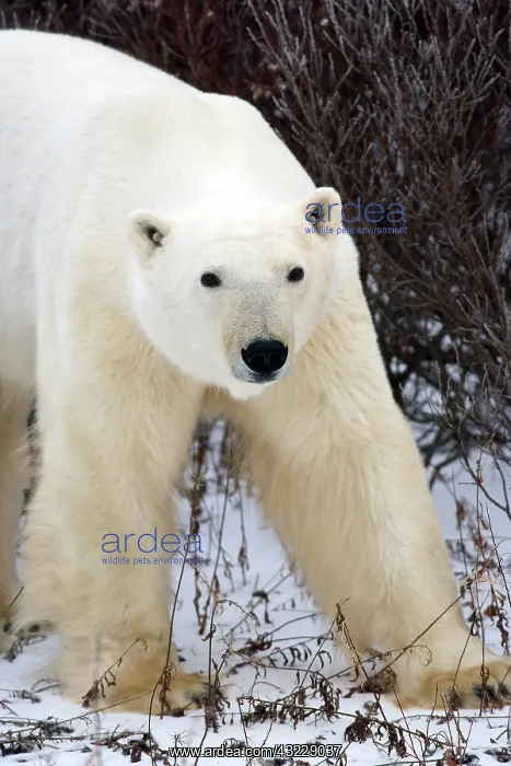 : Polar Bear (Ursus maritimus) in Churchill : Polar Bear (Ursus maritimus) in Churchill