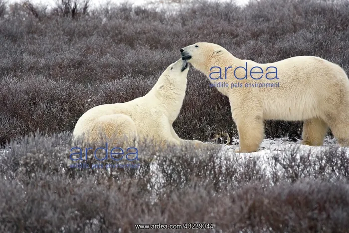 : Polar Bear (Ursus maritimus) in Churchill : Polar Bear (Ursus maritimus) in Churchill