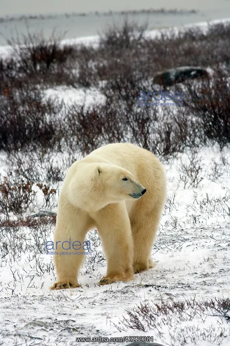 : Polar Bear (Ursus maritimus) in Churchill : Polar Bear (Ursus maritimus) in Churchill
