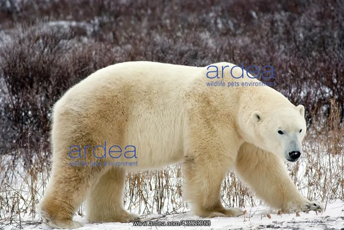 : Polar Bear (Ursus maritimus) in Churchill : Polar Bear (Ursus maritimus) in Churchill
