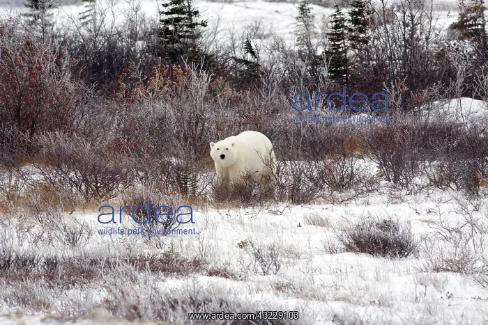 : Polar Bear (Ursus maritimus) in Churchill : Polar Bear (Ursus maritimus) in Churchill