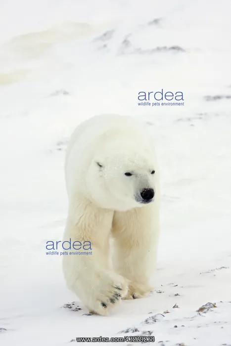 : Polar Bear (Ursus maritimus) Churchill Wildlife : Polar Bear (Ursus maritimus) Churchill Wildlife